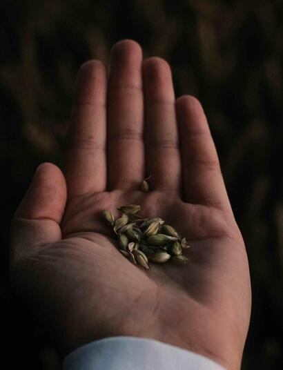 Cannabis seeds are dormant organisms that require careful handling and storage to maintain their viability