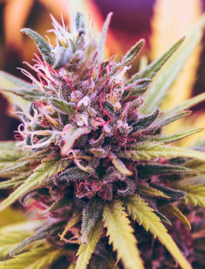How to Grow Pink Cannabis