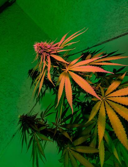 A quality tent should be the appropriate size for your plants while also providing enough room for equipment such as ventilation systems and carbon filters