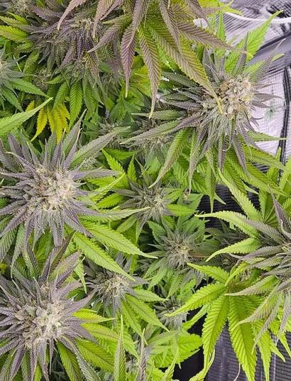Die Translokation ist ein wichtiger Prozess in der Cannabispflanze, der den Transport lebenswichtiger Stoffe ermöglicht.