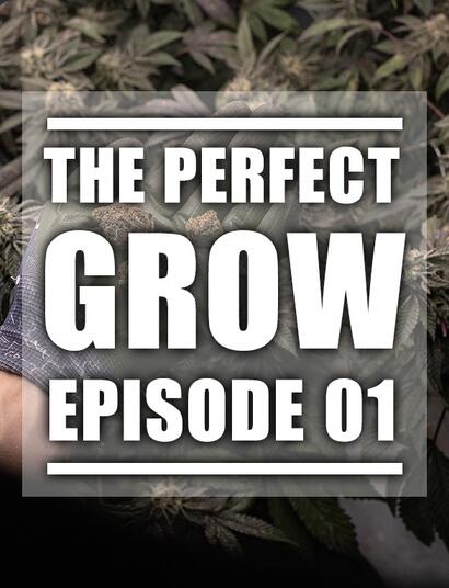 The Perfect Grow: Learn How to Grow Cannabis in 10 Episodes