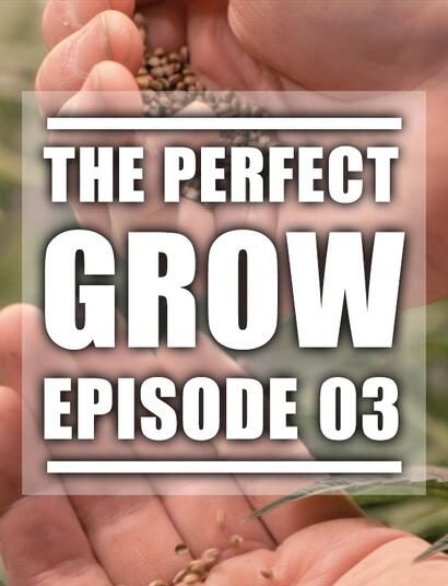 The Perfect Grow Ep. 3: Picking the Perfect Seed From the Best Weed Strains