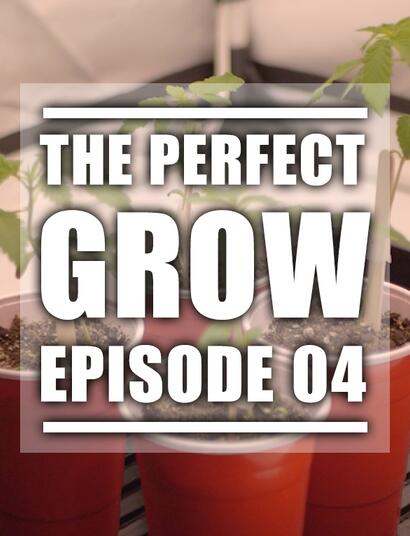 Vidéo: la germination des graines de cannabis