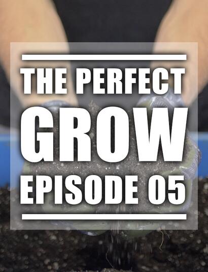 Bentornati nel canale di Soft Secrets per la serie “The perfect grow”!