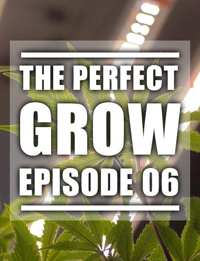 The Perfect Grow: Idealne oświetlenie