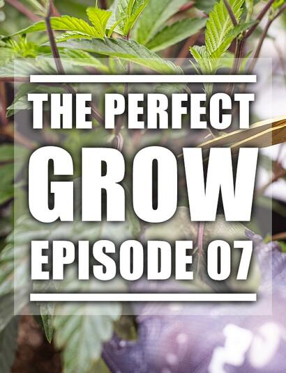 The Perfect Grow Ep. 7 - Topping, Training, Wachsen!