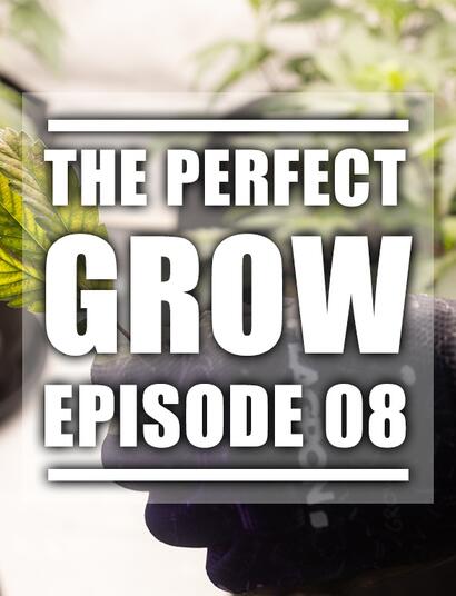 8 Ways To Grow The Best Tasting Cannabis Buds