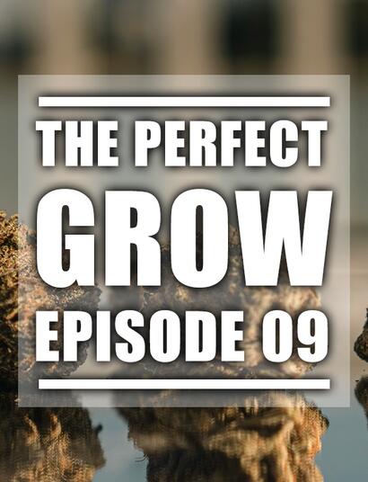 The Perfect Grow, Ep. 9: Harvest, Drying & Curing