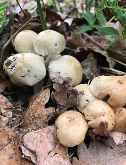 HugelKultur, une pratique ancestrale