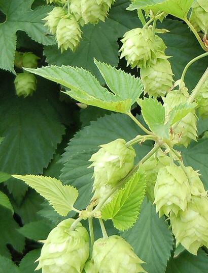  Humulène : le terpène du cannabis et du houblon