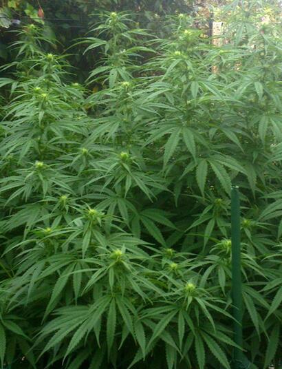 De l’hydroponie en outdoor