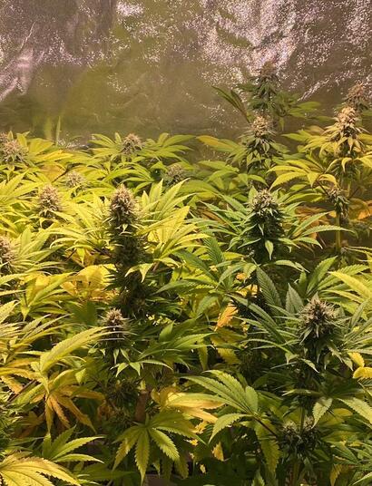 A Beginner’s Guide to Hydroponics