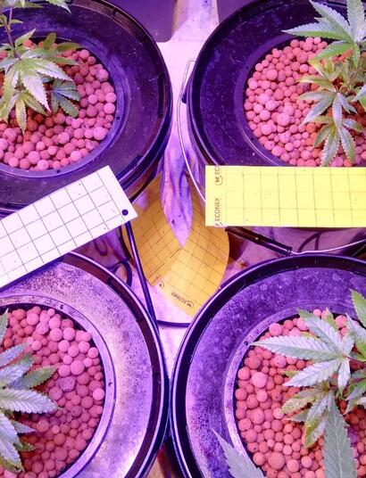 Understanding Deep Water Culture and Cannabis Plants