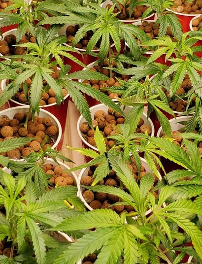 A Beginner's Guide - The Best Pots and Growing Medium for Cannabis Plants 