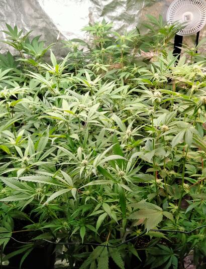 12 Top Tips for Setting Up an Indoor Marijuana Grow Room