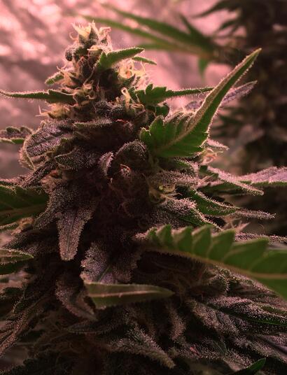 Welche Sorten lassen sich am einfachsten anbauen? 