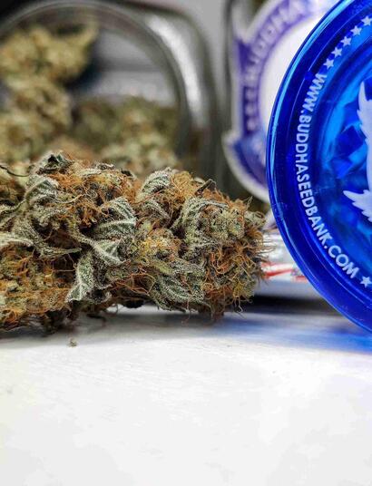 Cómo cultivar cogollos de marihuana premium?