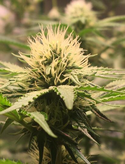 Selenskyj möchte medizinisches Cannabis legalisieren 