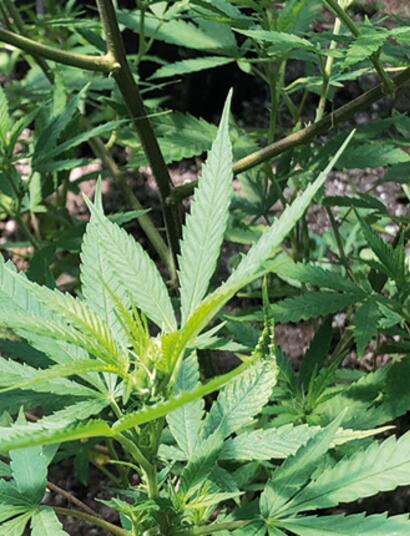 Esquejes de marihuana en vegetativo.