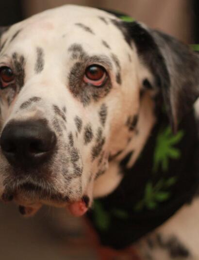 Con la veterinaria Tatiana Rivero y Nicky, su paciente canino.