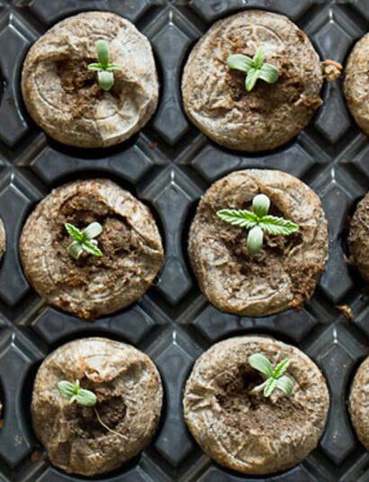 Fragen zum Cannabisanbau