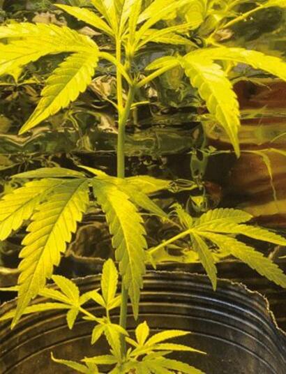 Montando tu rincón verde de cero