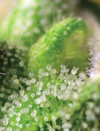 Therapeutisch nieuws voor 2018: 11 nieuwe soorten - Sweet Seeds komt met pure CBD soorten
