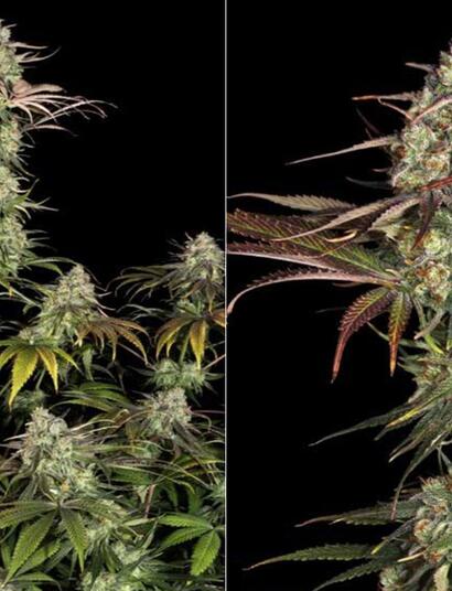 Grow Report : Ice Cream Cake