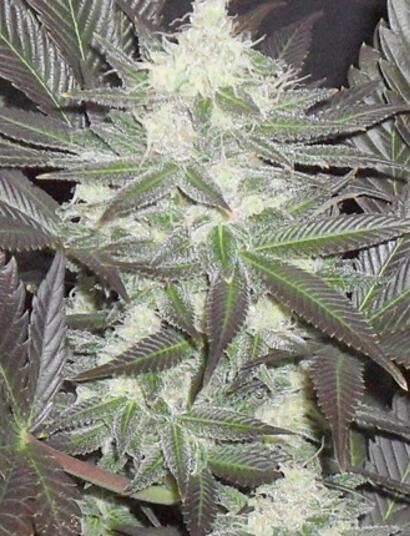 Ice Kush