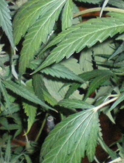 L’index des prix du cannabis 2018