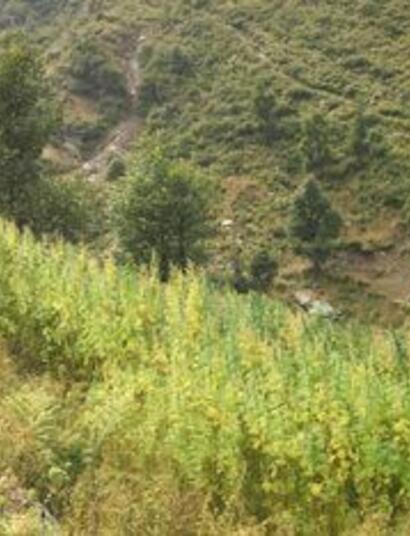 Au cœur des montagnes indiennes