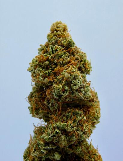 Indica: The Most Potent Strains