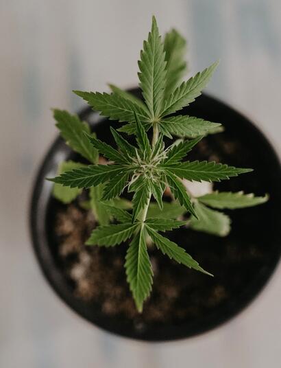 Indoor-Anbau ohne Lampen?