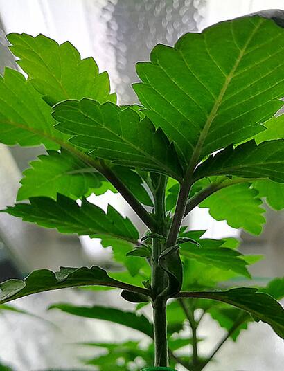 Indoor growing s rozšiřitelnou LED sestavou