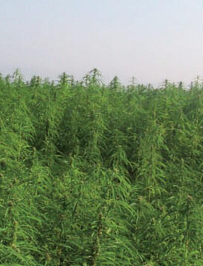 Is vezelhennep toegestaan?