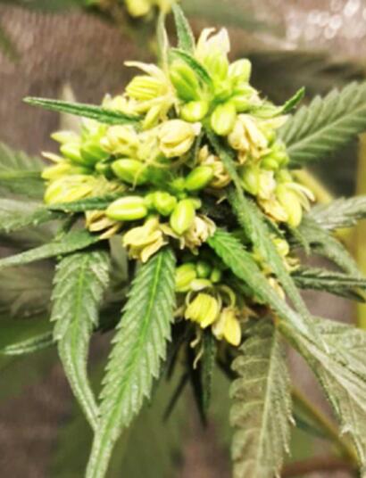 Quels éléments influencent le sexe de vos plantes ?