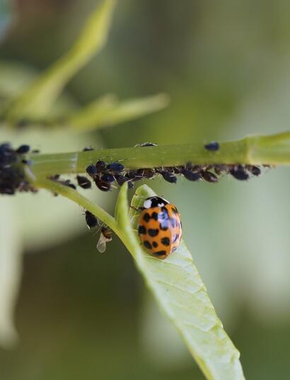Insekten beim Cannabisanbau - Freund oder Feind?