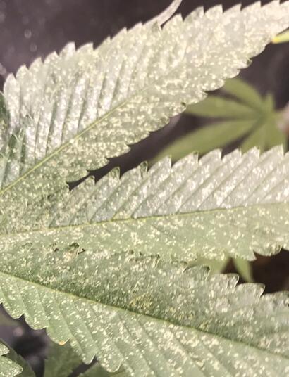 IPM, la lutte est un cycle continu