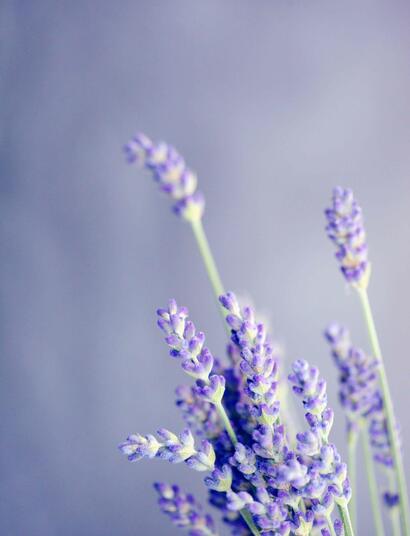 Incorporating lavender with cannabis could be a game-changer for those seeking relaxation and stress relief.
