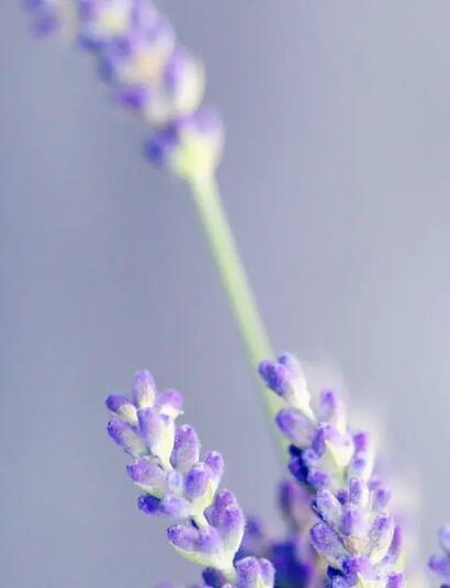 Cannabis und Lavendel sind durch das Terpen Linalool für ihre entspannenden und beruhigenden Eigenschaften bekannt.