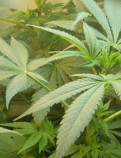 Israël : les patients auront toujours accès au cannabis médical pendant le conflit