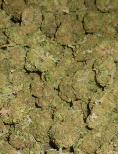  Italie : un tribunal confirme l’interdiction du CBD