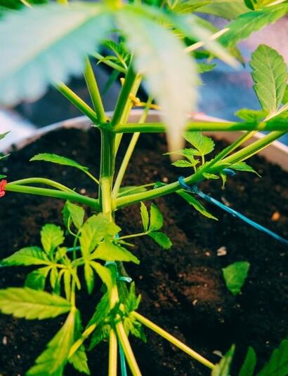 Jak kontrolować wysokość?