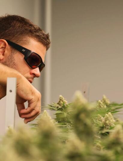 Jak pěstuje konopí profesionál na Koh Samui: „Kvalita není o 30% THC“ 