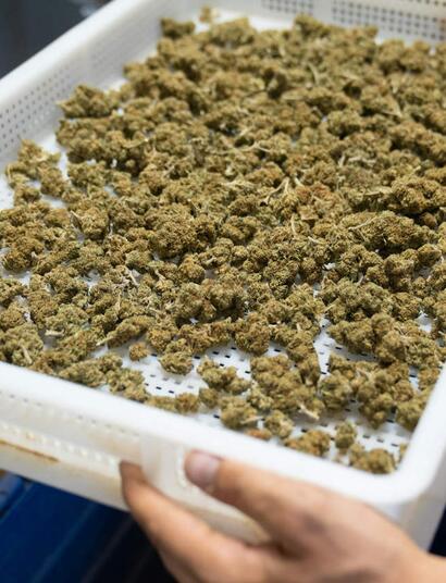 Jak spočítat výnos a efektivitu vašeho pěstování konopí