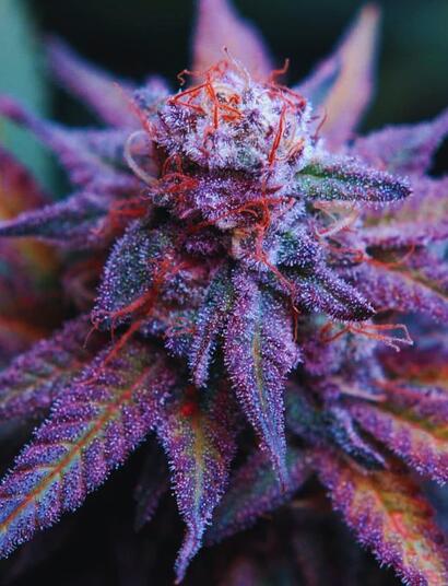 Jak uprawiać odmianę Blue Dream?