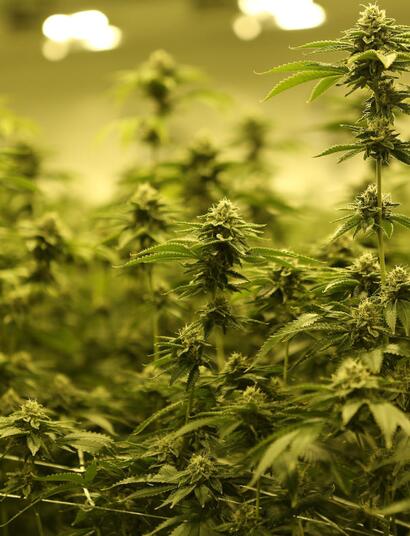 Jak ušetřit za elektřinu při pěstování konopí