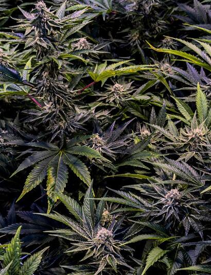 Jak zbierać, przycinać i suszyć konopie