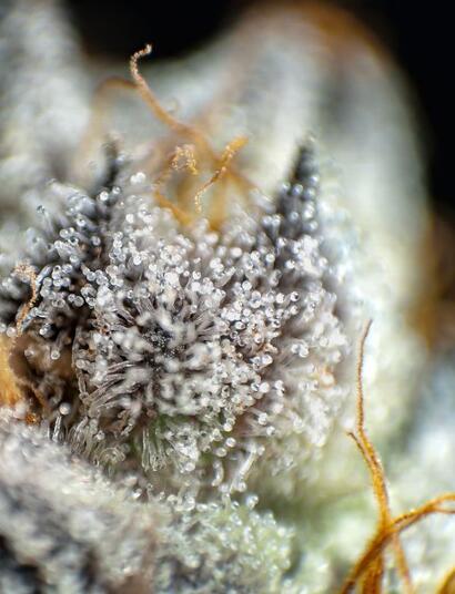 trichomy