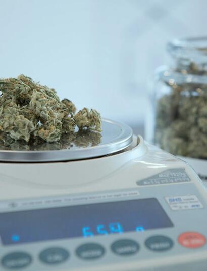 Jaké ekonomické efekty přináší legalizace marihuany